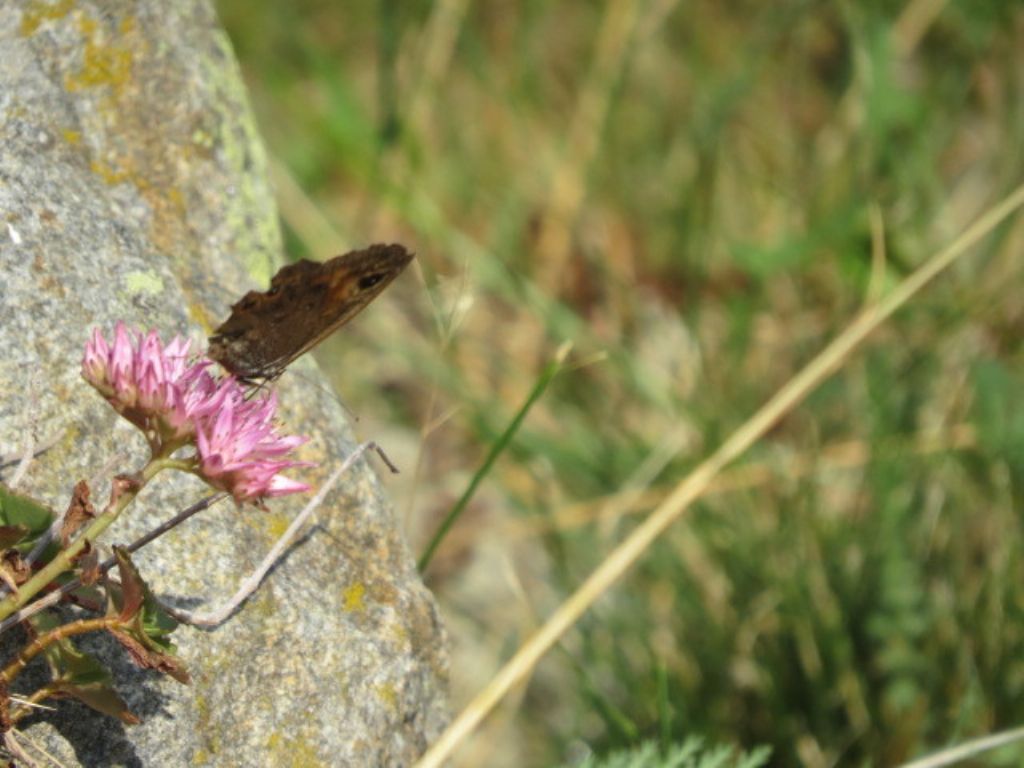 Richiesta di identificazione Nymphalidae Satyrinae: Lasiommata maera? S !